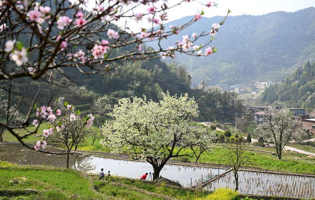 宜章 五岭 梨花 美丽乡村