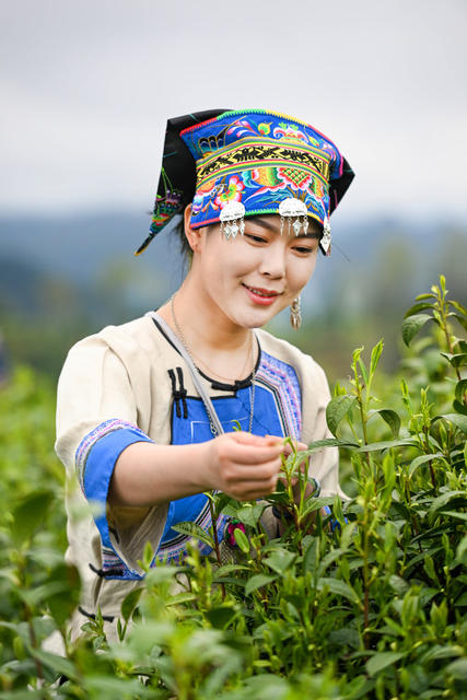 保靖 黄金茶 农业 乡村振兴