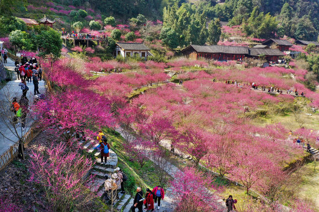 永顺 梅园 乡村旅游 生态