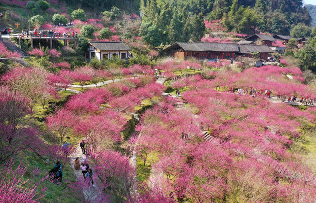 永顺 梅园 乡村旅游 生态