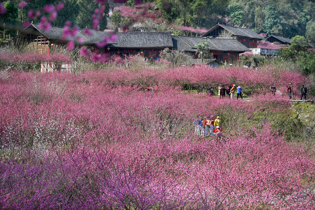 永顺 梅园 乡村旅游 生态