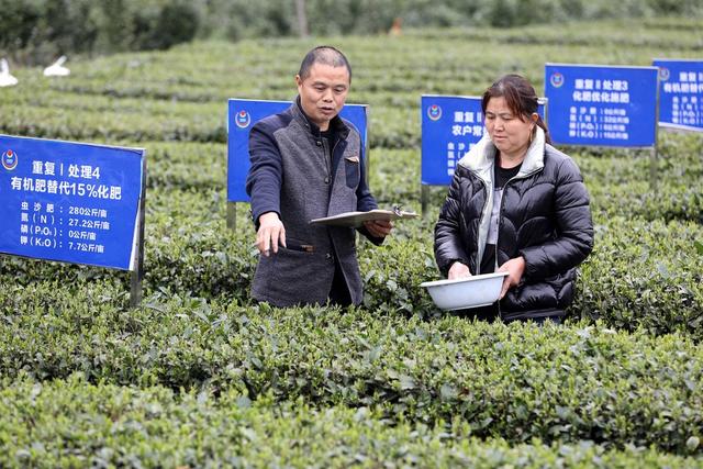 乡村振兴 农村经济 茶农 土壤改良
