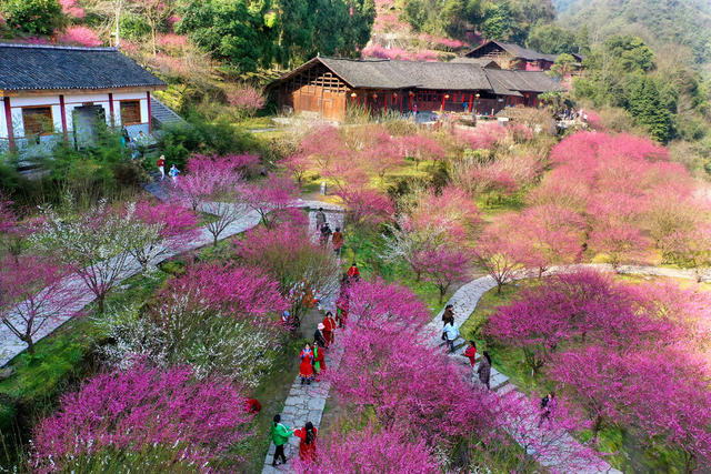 永顺 梅园 乡村旅游 生态