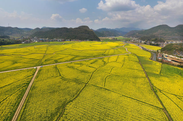 宜章 油菜花 乡村振兴 农业产业