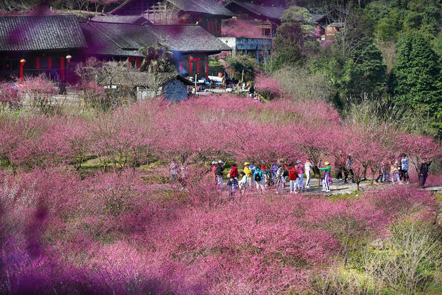 永顺 梅园 乡村旅游 生态