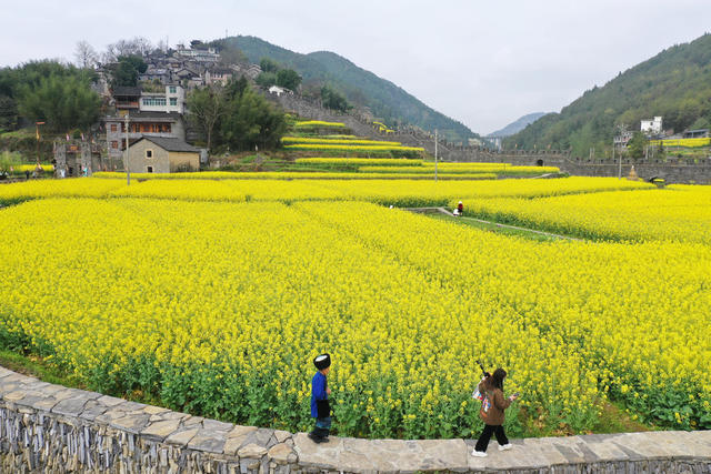 凤凰 拉毫古城堡 油菜花 旅游 
