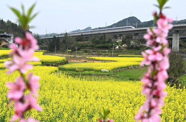凤凰  张吉怀高铁 油菜花 美丽乡村