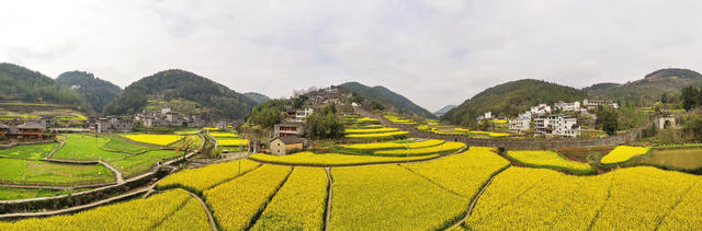 凤凰 拉毫古城堡 油菜花 旅游 