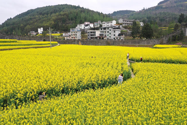 凤凰 拉毫古城堡 油菜花 旅游 