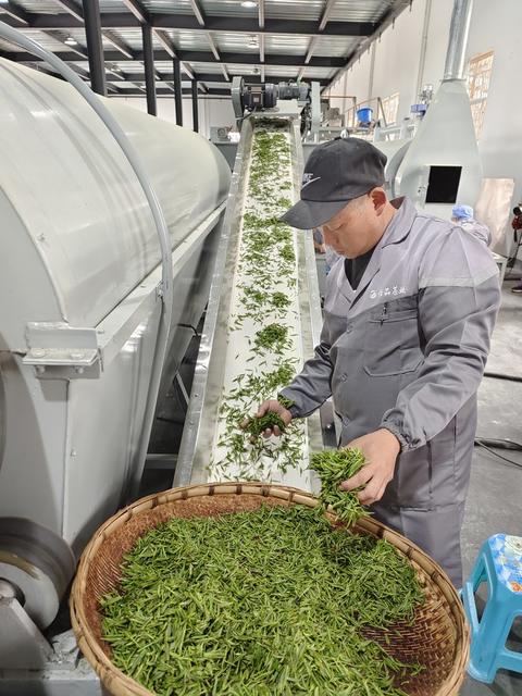 保靖 黄金茶 农业 乡村振兴