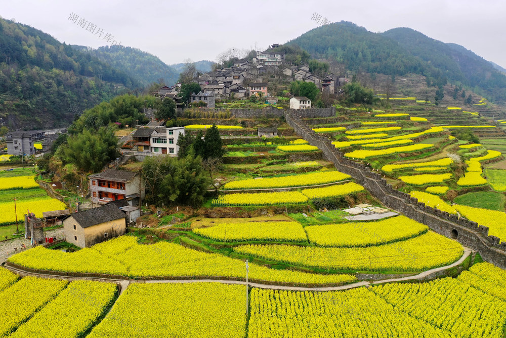 凤凰 拉毫古城堡 油菜花 旅游 