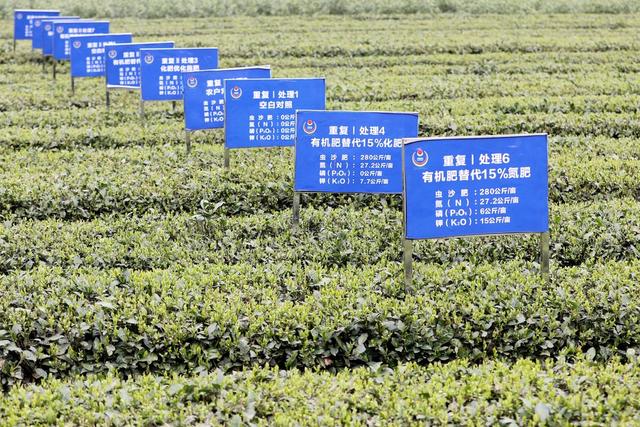 乡村振兴 农村经济 茶农 土壤改良