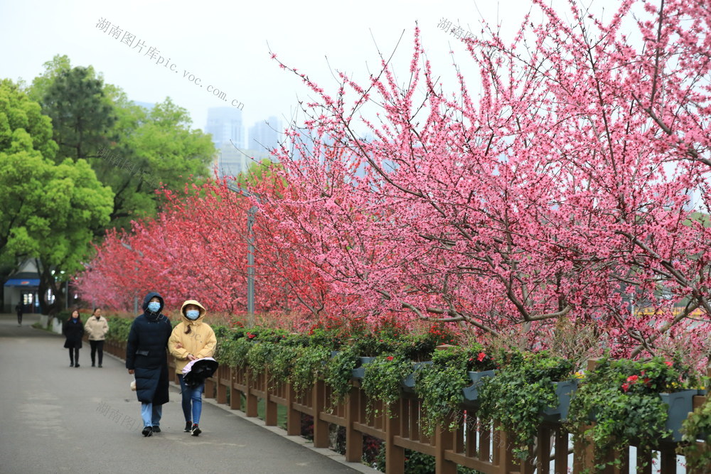 春分 赏花 锻炼