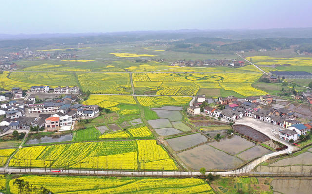 资兴 油菜花 农业产业 乡村振兴