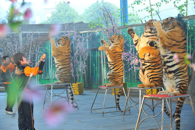 长沙  世界之窗   老虎