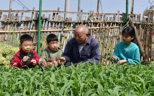 湖南双峰   劳动  春天  农村  油菜花  教育  小学生  