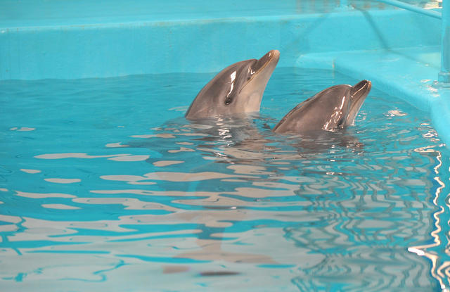 长沙海底世界   海豚