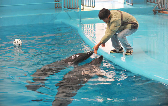 长沙海底世界   海豚