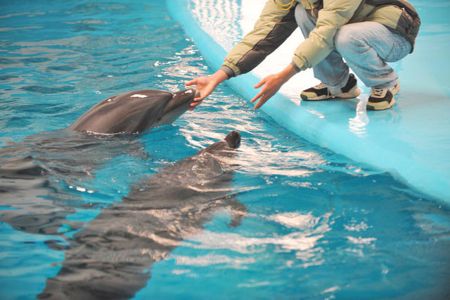 长沙海底世界   海豚