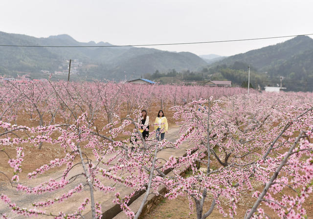 湖南双峰  黄桃  春天  桃花   农业农村  乡村振兴  农民增收  旅游  
