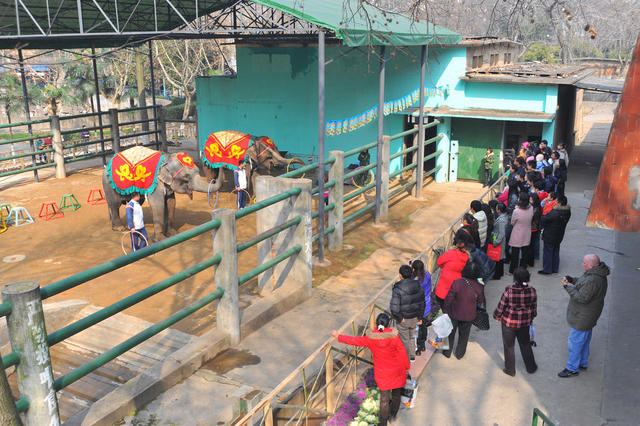 长沙动物园   大象  驯兽师