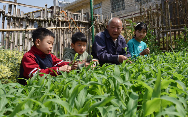 湖南双峰   劳动  春天  农村  油菜花  教育  小学生  