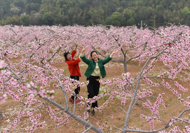 湖南双峰  黄桃  春天  桃花   农业农村  乡村振兴  农民增收  旅游  