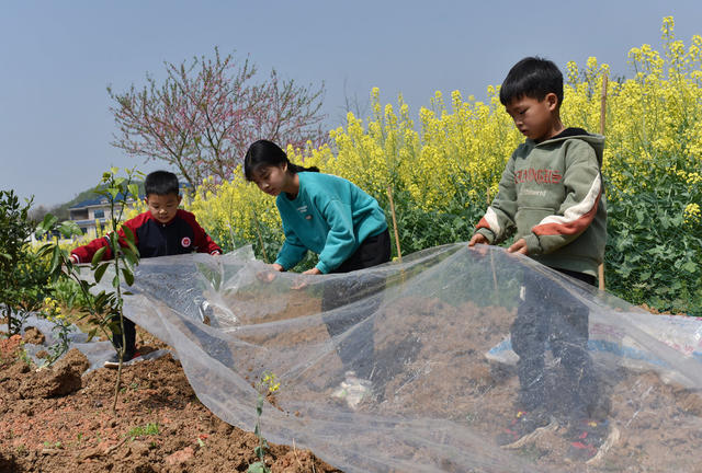 湖南双峰   劳动  春天  农村  油菜花  教育  小学生  