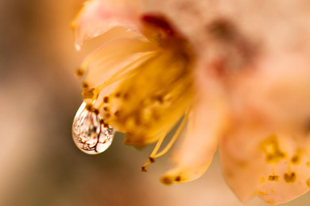 冬季  雪  梅花  迎春  怀化