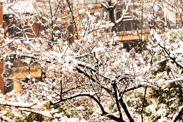 冬季  雪  梅花  迎春  怀化