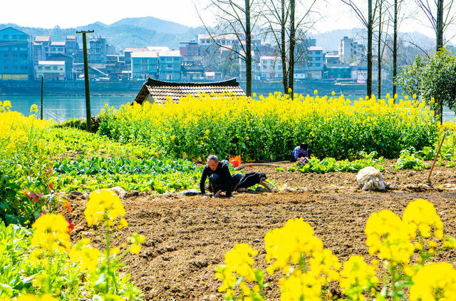 春季  鲜花  油菜花  农村  怀化 中方