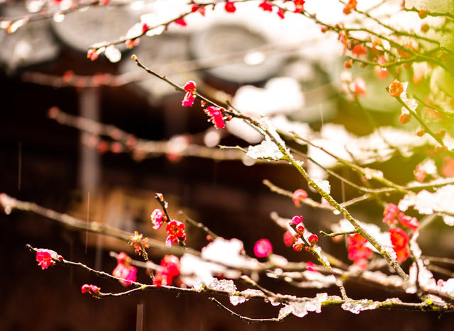 冬季  雪  梅花  迎春  怀化