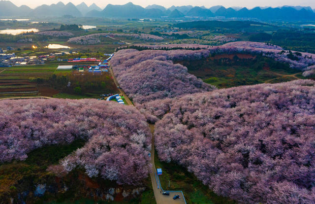 春季  鲜花  樱花  贵州  平坝