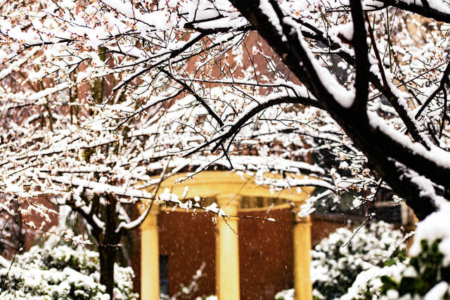 冬季  雪  梅花  迎春  怀化