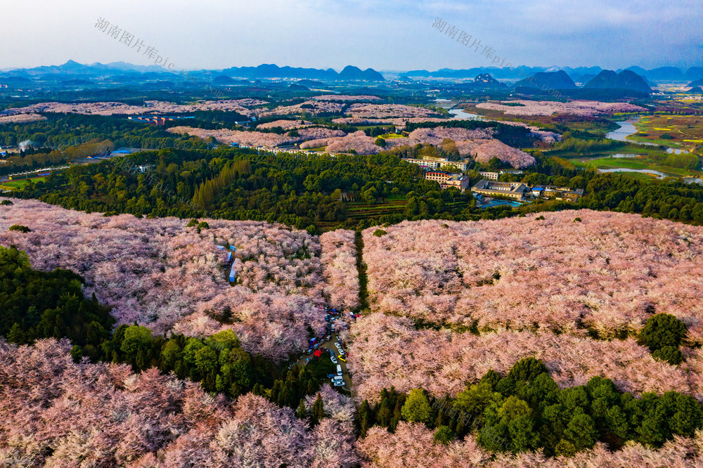 春季  鲜花  樱花  贵州  平坝