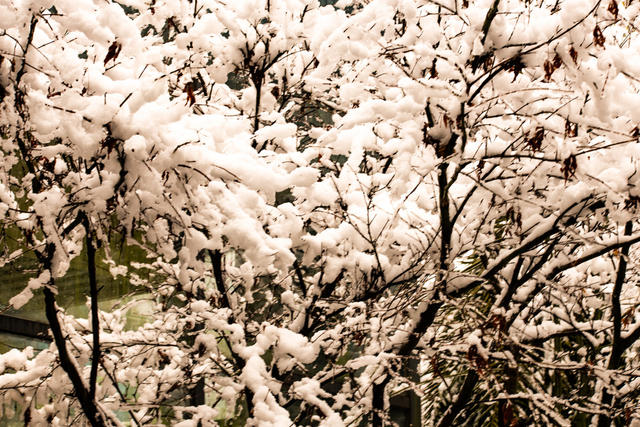 冬季  雪  梅花  迎春  怀化