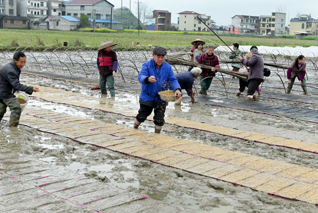 春耕  秧田  播种  春耕生产 农业  农村 农民  早稻播种育秧  粮食生产