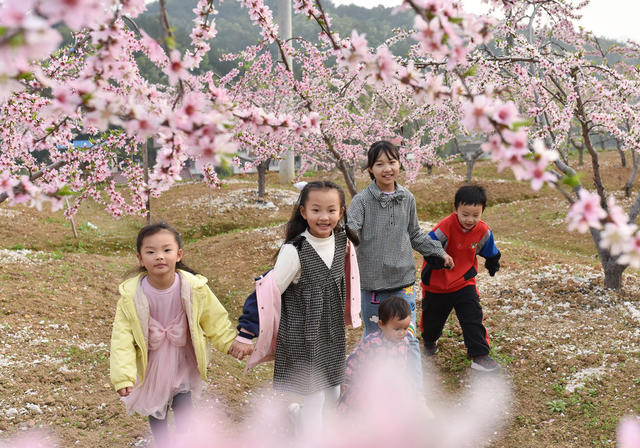 湖南双峰  黄桃  春天  桃花   农业农村  乡村振兴  农民增收  旅游  