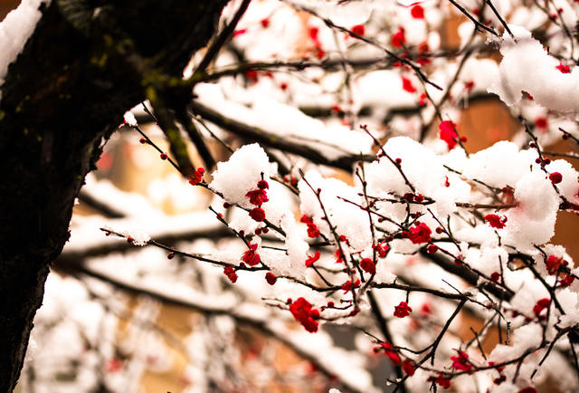 冬季  雪  梅花  迎春  怀化