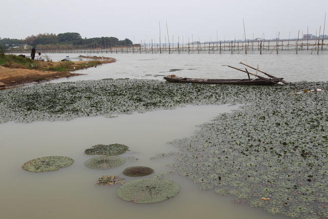 长沙团头湖