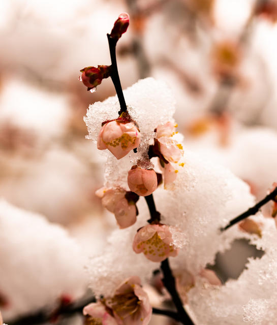 冬季  雪  梅花  迎春  怀化