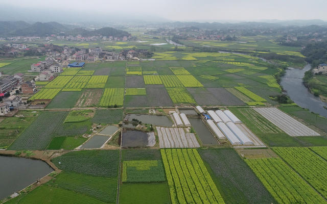 湖南双峰  乡村  田园美  新农村  大棚基地  油菜花  