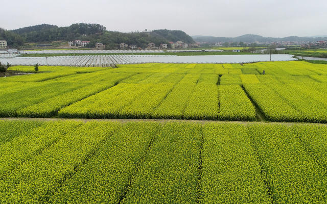 湖南双峰  乡村  田园美  新农村  大棚基地  油菜花  