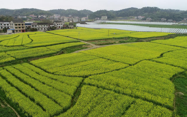 湖南双峰  乡村  田园美  新农村  大棚基地  油菜花  