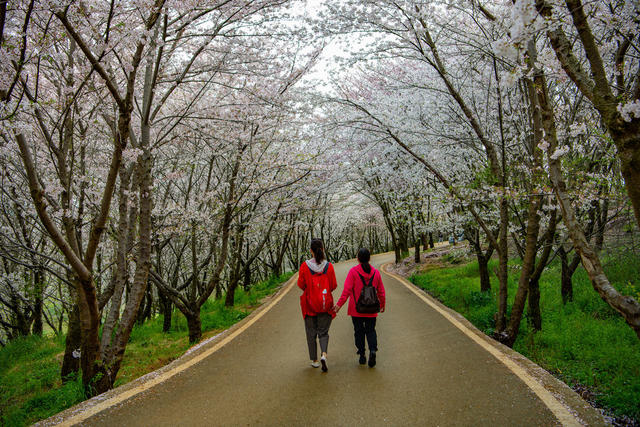 春季  鲜花  樱花  贵州  平坝