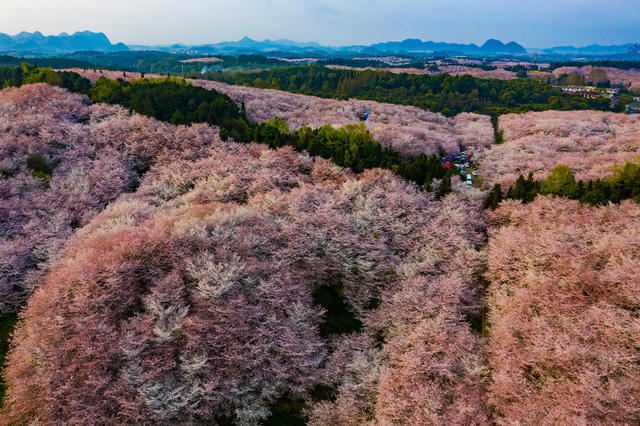 春季  鲜花  樱花  贵州  平坝