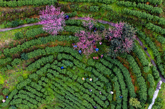 黄金茶 保靖县 旅游 茶园 茶叶