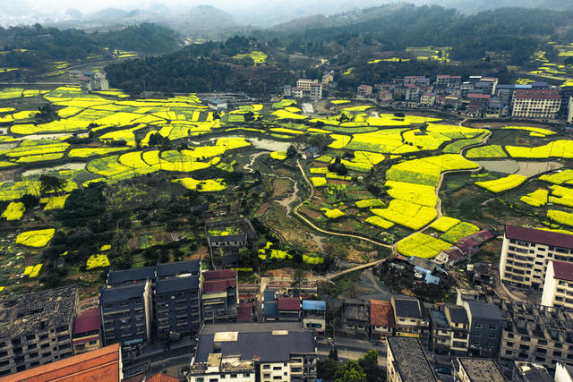  泸溪县 浦市古镇 旅游 油菜花  