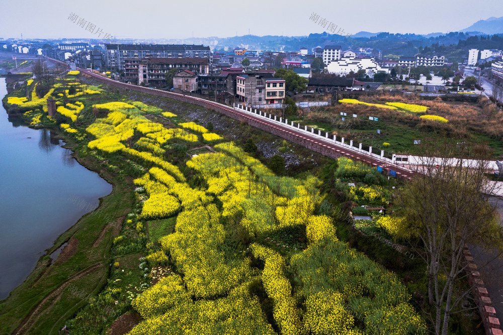 湘西自治州 泸溪 浦市古镇 旅游 油菜花