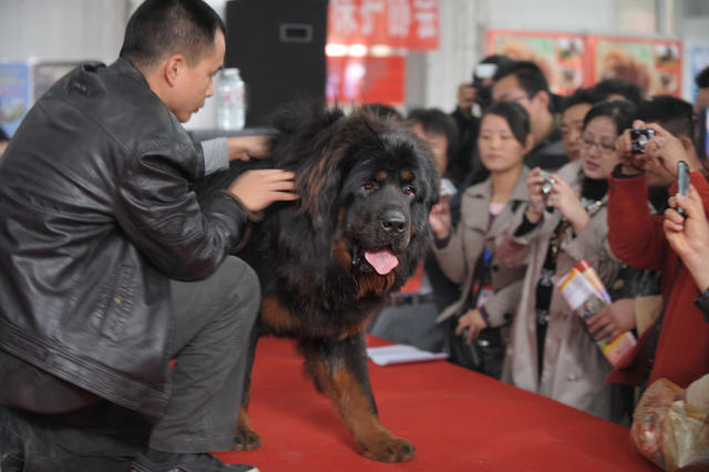 湖南省展览馆  宠物  名犬
